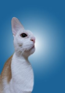 Kuvailluusio tehtävä